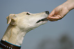 feeding a Galgo Espanol