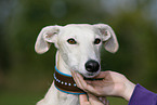 Galgo Espanol Portrait