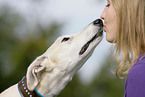 woman and Galgo Espanol