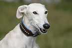 Galgo Espanol Portrait