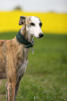 Galgo Espanol Portrait