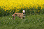 Galgo Espanol