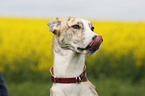 Galgo Espanol Portrait