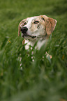 Galgo Espanol Portrait