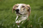 Galgo Espanol Portrait