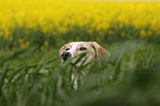 Galgo Espanol Portrait