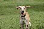 Galgo Espanol Portrait