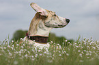 Galgo Espanol Portrait