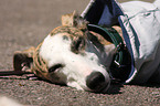 Galgo Espanol Portrait