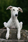 Galgo Espanol