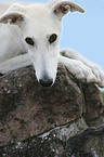 Galgo Espanol