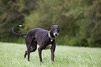 walking sighthound