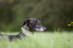 sighthound portrait