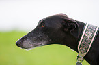 sighthound portrait