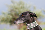 sighthound portrait