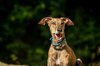 Galgo Espanol Portrait