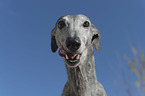 Galgo Espanol Portrait