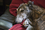 lying Galgo Espanol