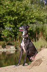 sitting Galgo Espanol