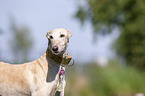 Galgo Espanol Portrait