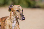 Galgo Espanol Portrait