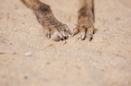 Galgo Espanol paws