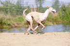 running Galgo Espanol