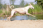 running Galgo Espanol