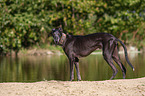 Galgo Espanol