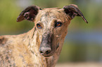 Galgo Espanol Portrait