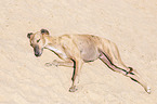 sleeping Galgo Espanol