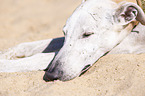 sleeping Galgo Espanol