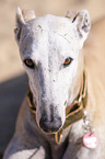 Galgo Espanol Portrait