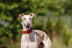 Galgo Espanol Portrait