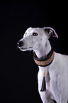 female Galgo in front of black background