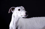 female Galgo in front of black background