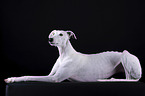 female Galgo in front of black background