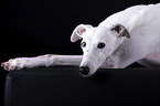 female Galgo in front of black background