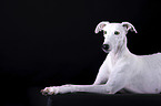 female Galgo in front of black background