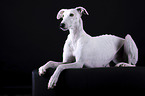 female Galgo in front of black background