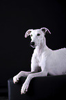 female Galgo in front of black background