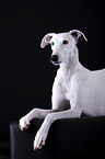 female Galgo in front of black background