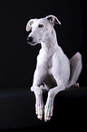 female Galgo in front of black background