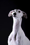 female Galgo in front of black background
