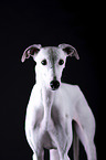 female Galgo in front of black background