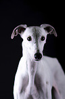 female Galgo in front of black background