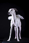 female Galgo in front of black background