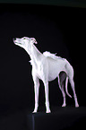 female Galgo in front of black background