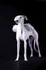 female Galgo in front of black background