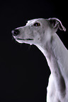 female Galgo in front of black background